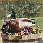 Duck in the Panseys