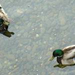Mallards