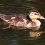 Not So Ugly Ducking