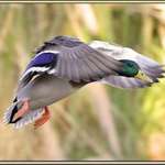 Cleared for Landing