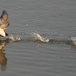 Canvasback Shuffle