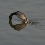 Cannibalistic Refection