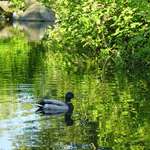 Duck in Green