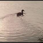 Mallard and Wake