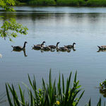 Ducks on the Pond
