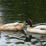 Ducks Pairing