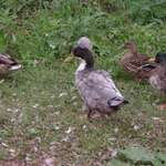duckers