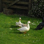 Ducks