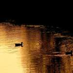 Duck Pond