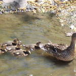 Mother & Baby Ducks