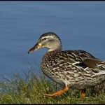 Miss Mallard