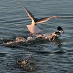 Duck & Gull Saga