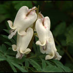 Squirrel Corn