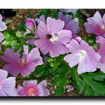 Dwarf Hollyhocks