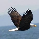 baldy inflight