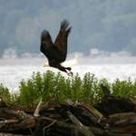 in flight