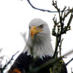 eagle stare