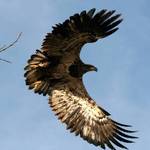 eagle series 9