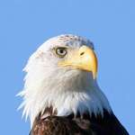 eagle portrait