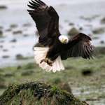 eagle has a fish
