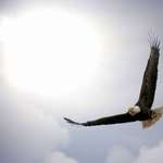 be free