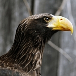 Sea Eagle