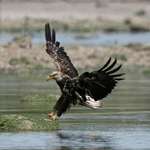 eagle 