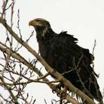 Bald Eagle Juvenile watching shoreline