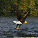 Eagle with Fish