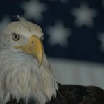 American Heritage