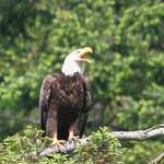 Eagle's Good Morning Call