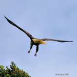 Bald Eagle decending, talons reaching