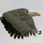 Eagle's Flight at Sundown (fly free now Lucy!)