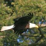 Bald Eagle flypast