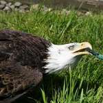 Bald Eagle playing with garden hose