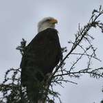Proud Eagle in treetop