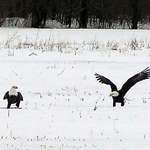 eagles1