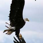 2 or 3  eagles