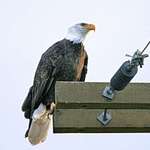 Eagle at Vantage Point at Sundown