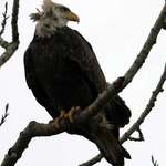 Eagle - Wind ruffling Head Feathers