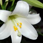 Easter Lily