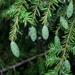 Eastern Hemlock Pine Cones (2)