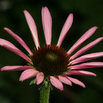 Echinacea, newly opened