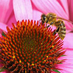 Bee on Echinacea