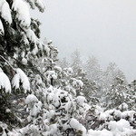 Edge Of The Snow