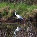 Snow Egret