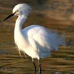Snowy Egret