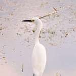 Egret