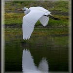Great Egret