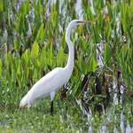 Egret